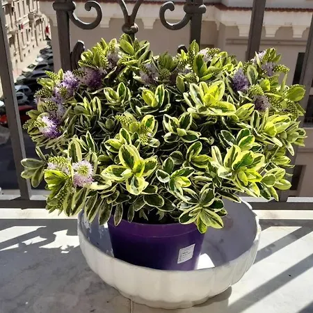 Appartamento Casa Jole, In Centro