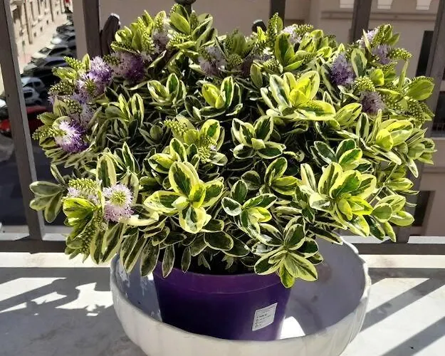 شقة Casa Jole, In Centro